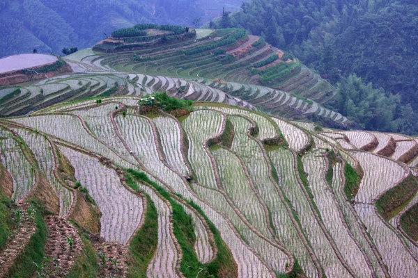 Tarasy ryżowe w montażu, Chiny — Zdjęcie stockowe
