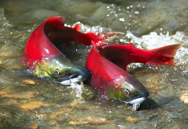 Coppia di salmoni rossi Foto Stock