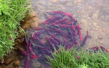 Spawning sockeye salmon clipart