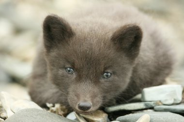 Cub arctic fox clipart