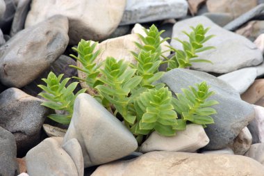 Plant on the pebble clipart
