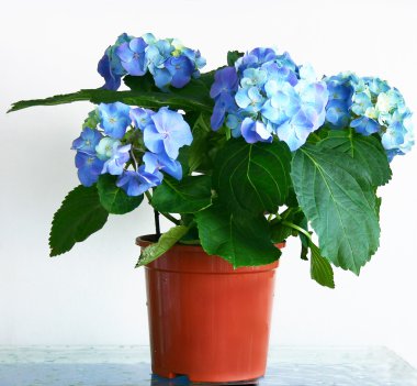 Hydrangea clipart