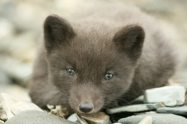 Cub arctic fox — Stock Photo, Image