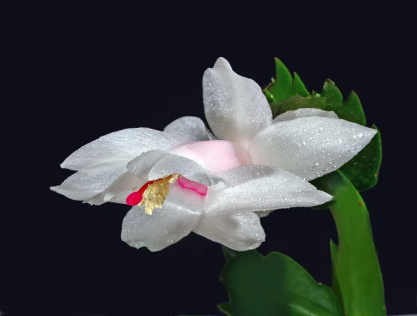 Biały zygocactus — Zdjęcie stockowe