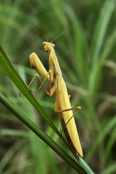 stock image Mantis