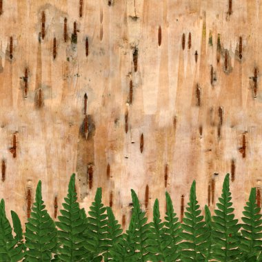 Abstract birchen background with fern clipart