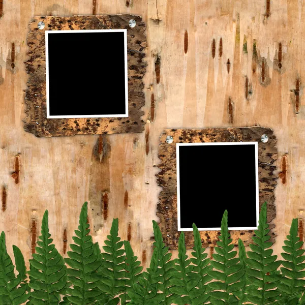 Dva snímek birchen kůra s kapradí — Stock fotografie