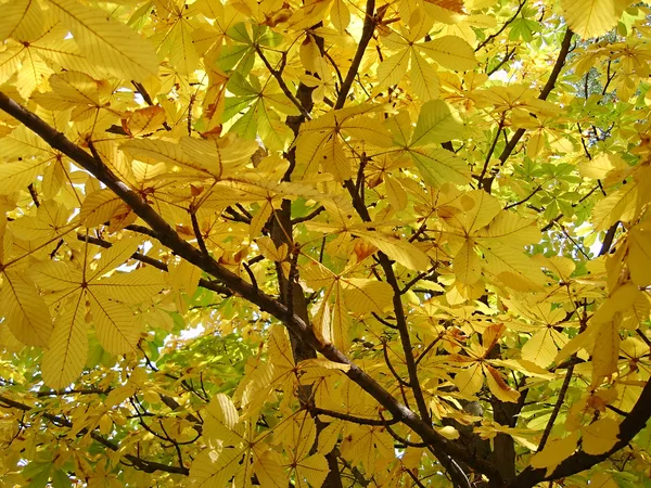 Chestnut autumn — Stock Photo, Image