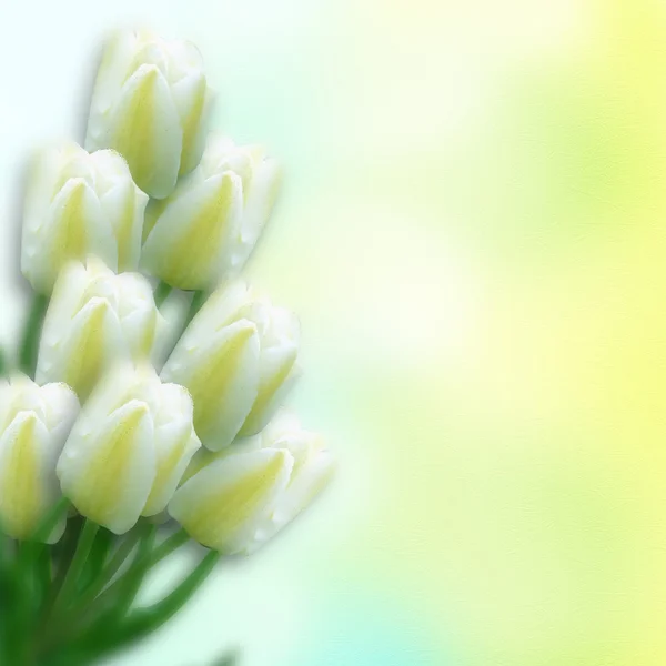 Der weiße Tulpenstrauß. — Stockfoto