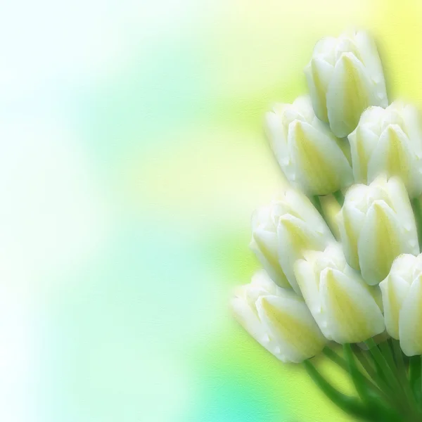 Bílý Tulipán kytice. — Stock fotografie