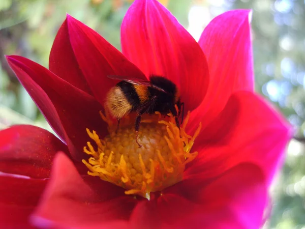 Μια μέλισσα συλλέγει γύρη — Φωτογραφία Αρχείου