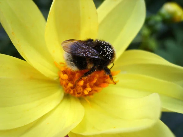 Uma abelha recolhe pólen — Fotografia de Stock