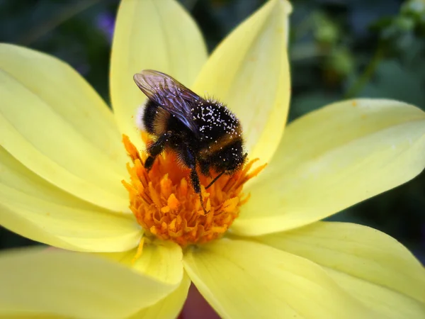 stock image A bumblebee collects pollen