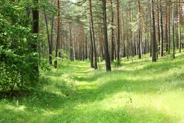 stock image Pine wood