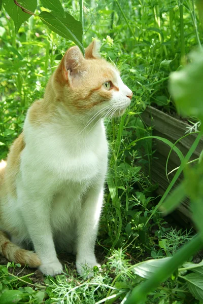 Kat in een tuin — Stockfoto