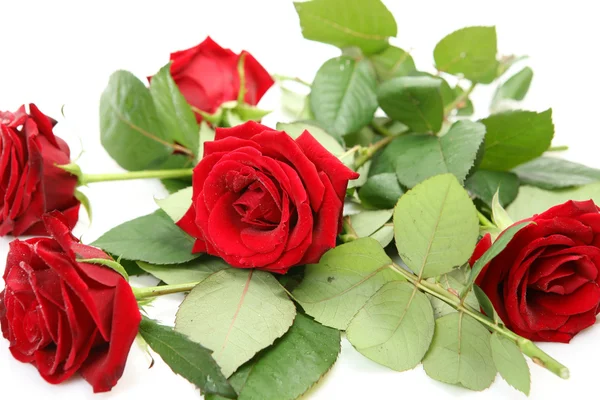 Roses on a white background — Stock Photo, Image