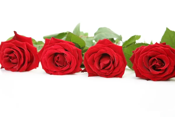 Szép rózsák — Stock Fotó