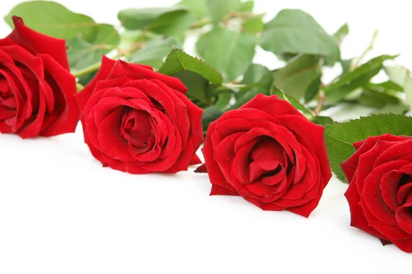 Scarlet roses — Stock Photo, Image
