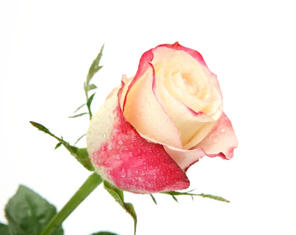 Rosa su sfondo bianco — Foto Stock