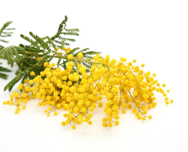 stock image Branch of a mimosa