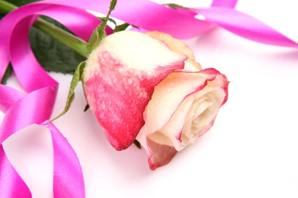 Rosa e fita rosa — Fotografia de Stock