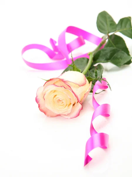 Rózsa és rózsaszín szalag — Stock Fotó