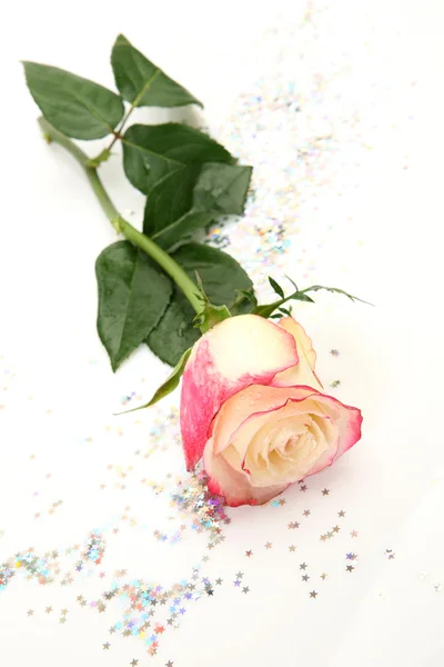 Rosa sobre un fondo blanco —  Fotos de Stock