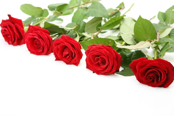 Roses on a white background — Stock Photo, Image