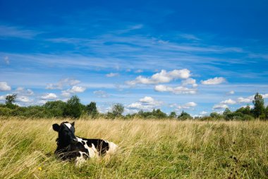 Cow on grass under blue sky clipart