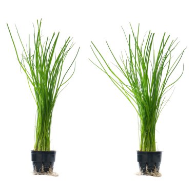 Hydroponic green onions in pots Isolated clipart