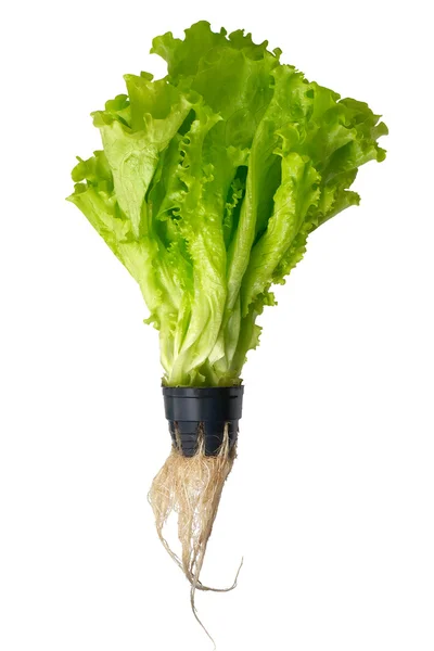 Υδροπονική πράσινη σαλάτα σε κατσαρόλα απομονωθεί — Φωτογραφία Αρχείου