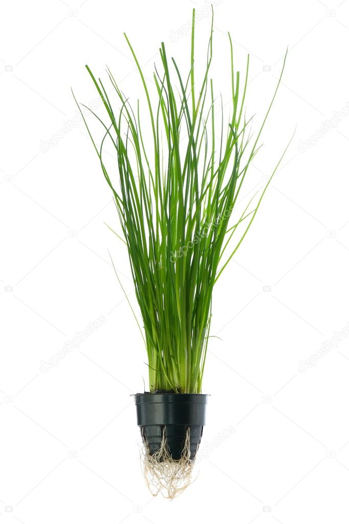 Hydroponic onion in pot Isolated