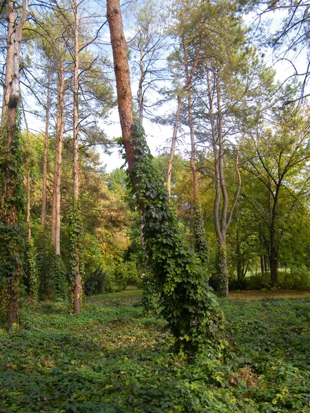 Pine en ivy — Stockfoto