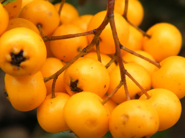 stock image Sea-buckthorn berries