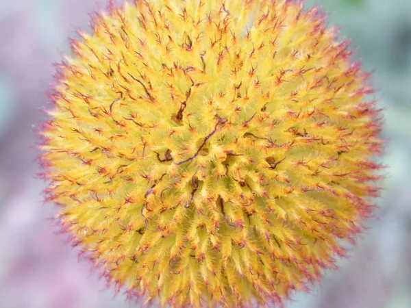 Flor espinhosa — Fotografia de Stock