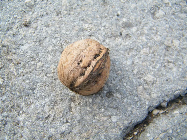 stock image Nut and stone