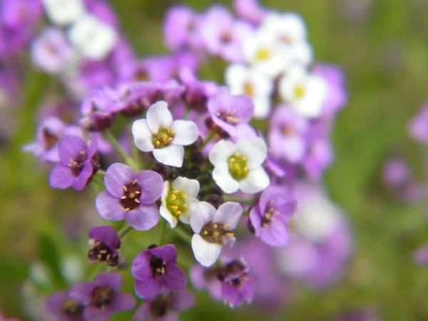 Violet and white flowers — Stock Photo, Image