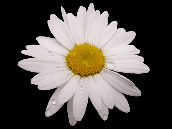 Λευκό daisywheel σε μαύρο φόντο — Φωτογραφία Αρχείου