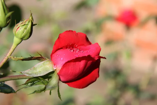 stock image Rose with dewdrop