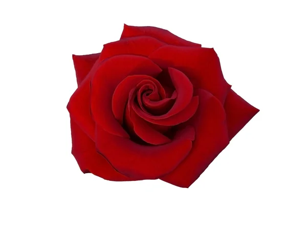 Sametová červená růže — Stock fotografie
