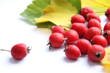 Berries of the hawthorn clipart