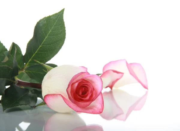 Rose und Blütenblatt auf Spiegeloberfläche — Stockfoto