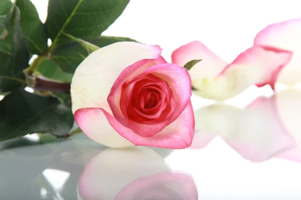 玫瑰和镜子表面上花瓣 — 图库照片