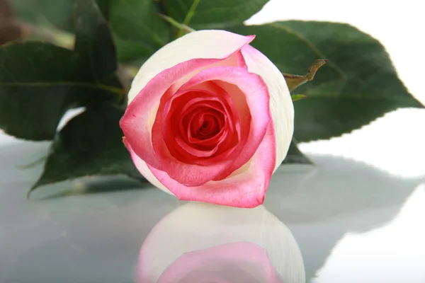 Роза на дзеркальному столі — стокове фото