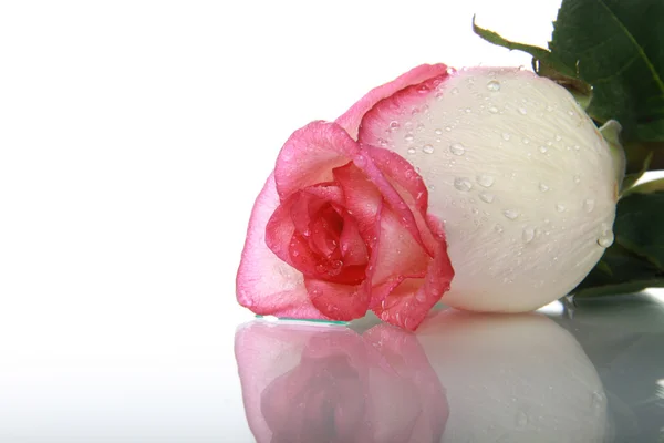 Rose mit Tautropfen — Stockfoto