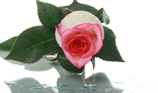 Belle rose avec gouttes d'eau — Photo