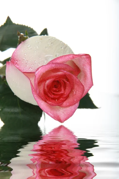 Rózsaszín rózsa vízcseppekkel — Stock Fotó