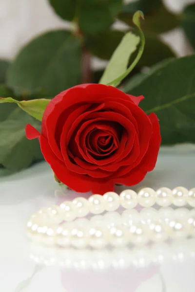 Červená růže a perlový náhrdelník — Stock fotografie