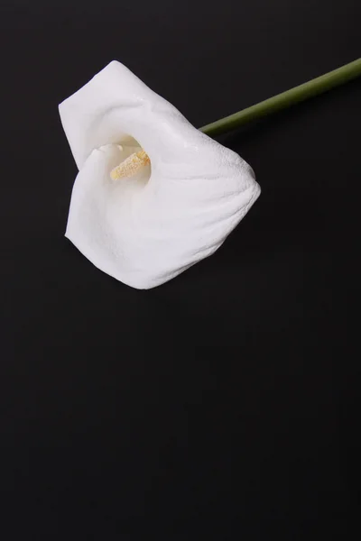 Нежная калла-лилия — стоковое фото