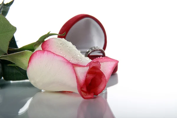 Růžová růže a prsten — Stock fotografie